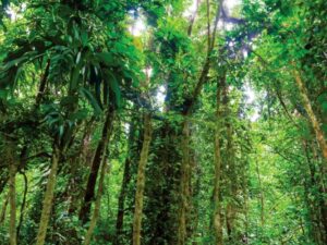 Cuc-Phuong-National-Park