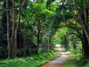 Cuc-Phuong-National-Park-Immerse-Yourself-In-Nature-Private-tour