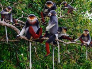 Hanoi-Cuc-Phuong-National-Park-The-Widelife-Discovery