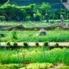 The-Simple-Beauty-Of-Tra-Que-Vegetable-Village