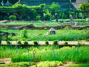 The-Simple-Beauty-Of-Tra-Que-Vegetable-Village