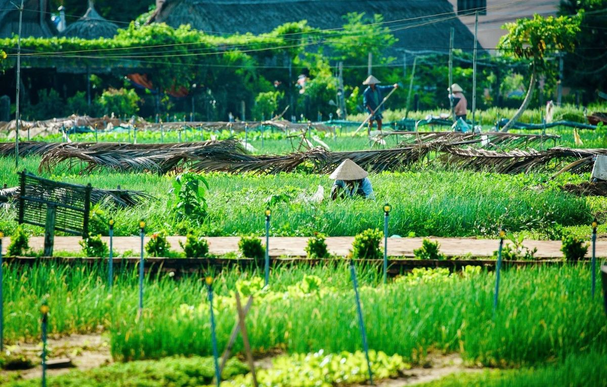 The-Simple-Beauty-Of-Tra-Que-Vegetable-Village