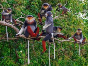 Marble mountain- Monkey Mountain- Cam Thanh coconut village -Hoian - Boat ride - Group tour